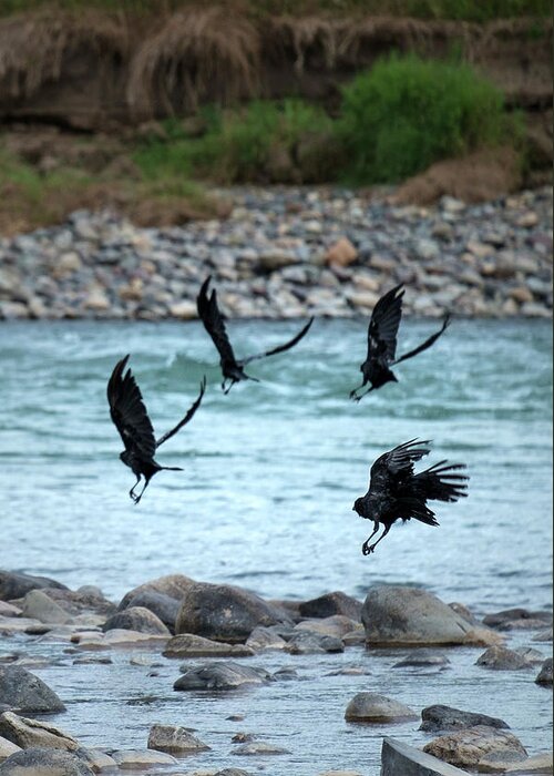 Animals Greeting Card featuring the photograph 4 Crows At The River by Mary Lee Dereske