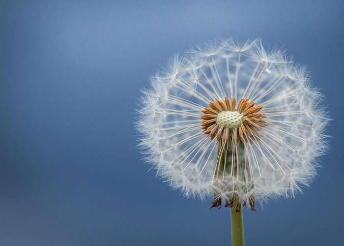 Dandelion Greeting Card featuring the photograph Dandelion by Bess Hamiti