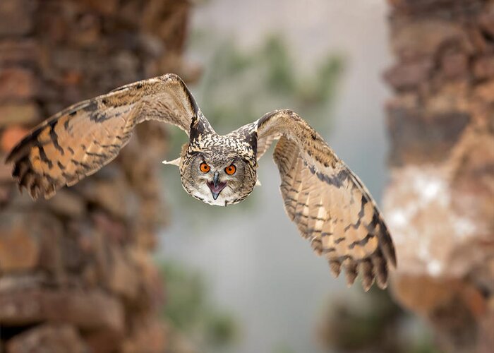 Eagle-owl Greeting Card featuring the photograph Eurasian Eagle-owl #4 by Milan Zygmunt
