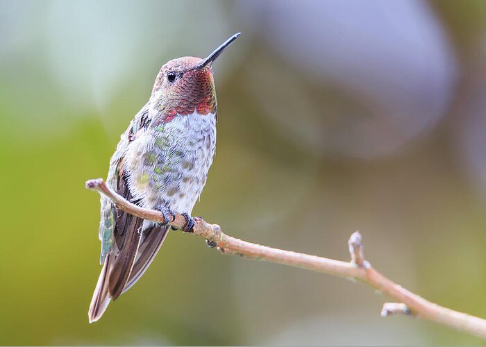 Animal Greeting Card featuring the photograph Male Anna's Hummingbird #4 by Briand Sanderson