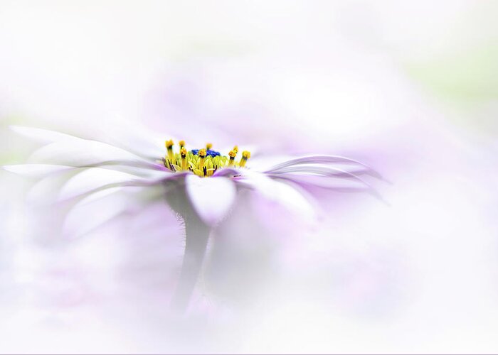 Osteospermum Greeting Card featuring the photograph Purity #4 by Jacky Parker