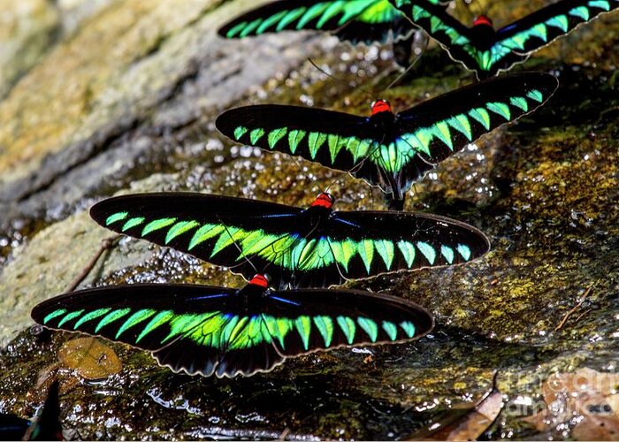 Five Greeting Card featuring the photograph Raja Brooke's Birdwing Butterflies #4 by Paul Williams/science Photo Library