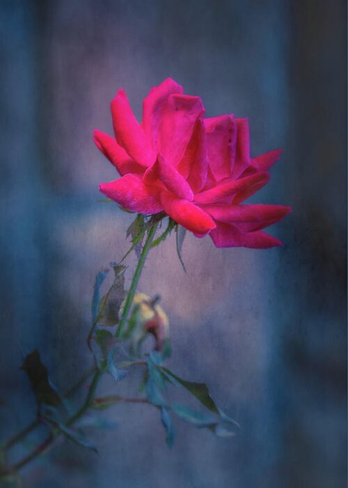 Rose Greeting Card featuring the photograph Rose of Summer by Allin Sorenson