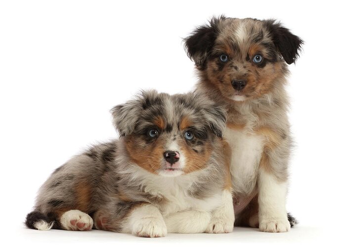 American Shepherd Greeting Card featuring the photograph Mini American Shepherd Puppies #5 by Mark Taylor