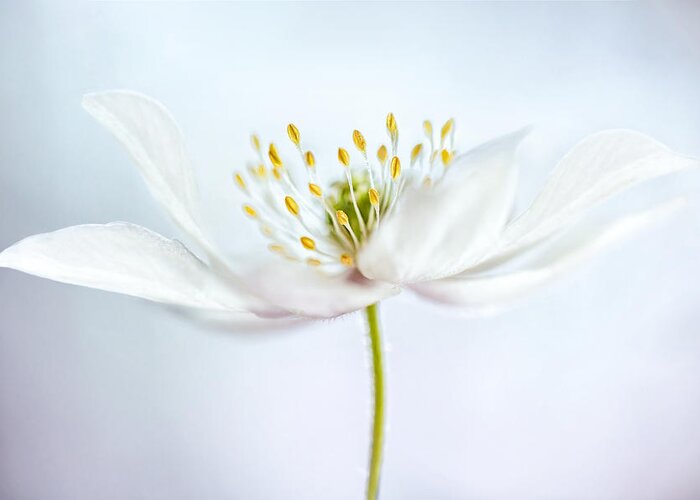 Nemorosa Greeting Card featuring the photograph Nemorosa #5 by Mandy Disher