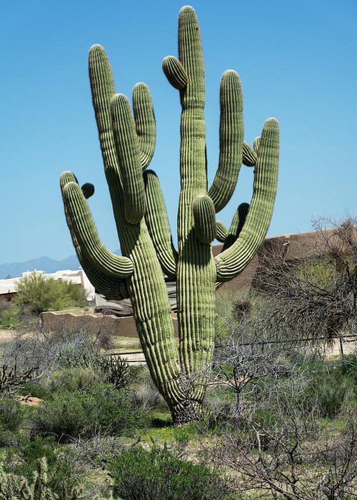 Saguaro Cactus Greeting Card featuring the photograph Saguaro Cactus #5 by Shan Shui