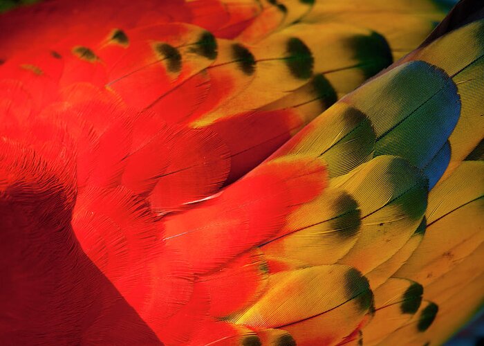 Natural Pattern Greeting Card featuring the photograph Scarlet Macaw, Costa Rica #5 by Paul Souders