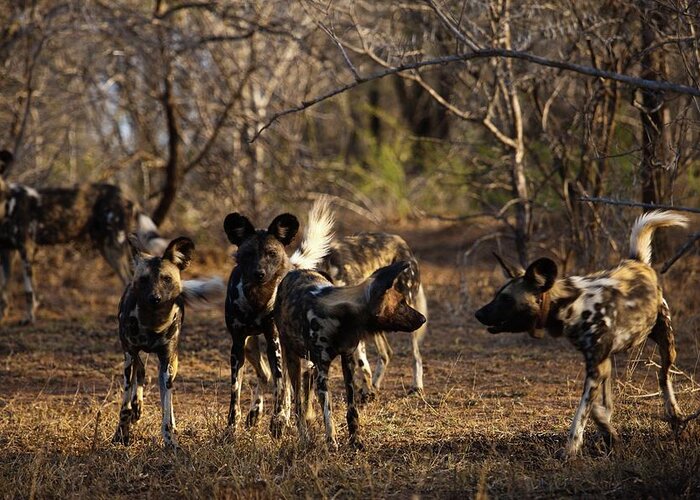 Africa Greeting Card featuring the photograph Wild Dog (lycaon Pictus). Hluhluwe #5 by Roger De La Harpe