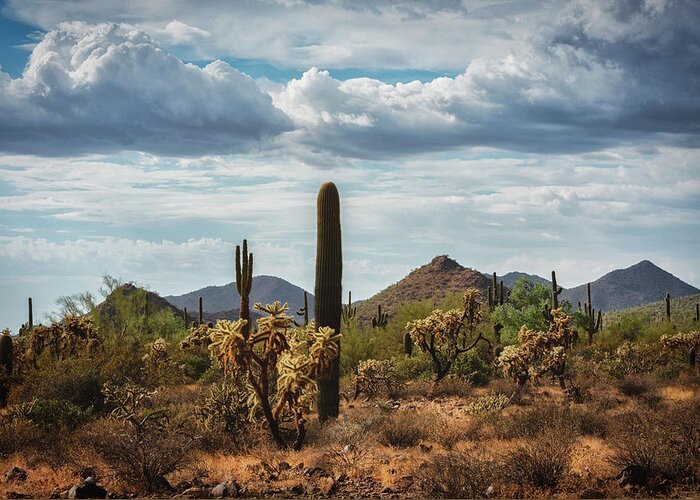 Saguaro Sunset Greeting Card featuring the photograph The Beauty Of The Desert #6 by Saija Lehtonen