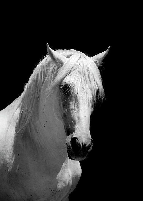 Horse Greeting Card featuring the photograph White Stallion Horse Andalusian Bw #6 by 66north
