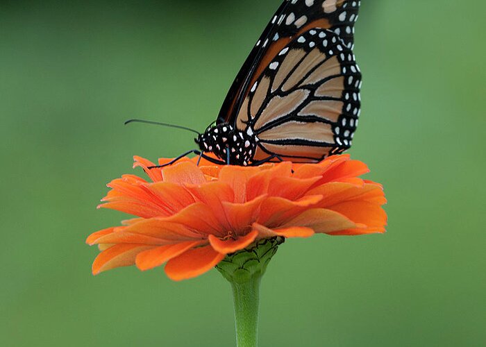 Monarch On Zinnia Greeting Card featuring the photograph Monarch on Zinnia #7 by Diane Giurco