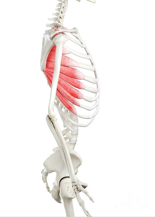 Female Back Muscles Greeting Card by Sebastian Kaulitzki/science