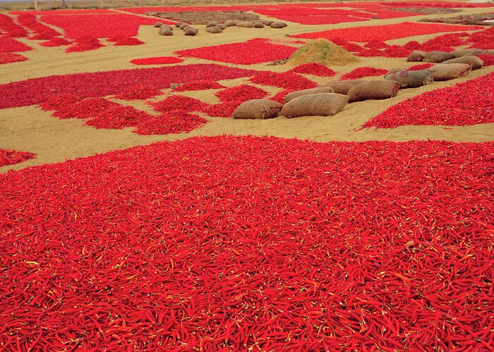 Picked Red Chilli Peppers Laid Out To Dry Greeting Card featuring the photograph 712-1295 by Robert Harding Picture Library