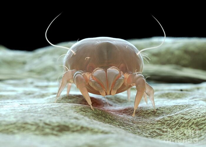 3d Greeting Card featuring the photograph Dust Mite #76 by Sebastian Kaulitzki/science Photo Library