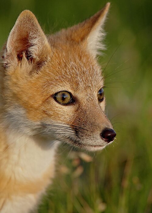 Swift Fox (vulpes Velox) Kit Greeting Card featuring the photograph 764-2024 by Robert Harding Picture Library