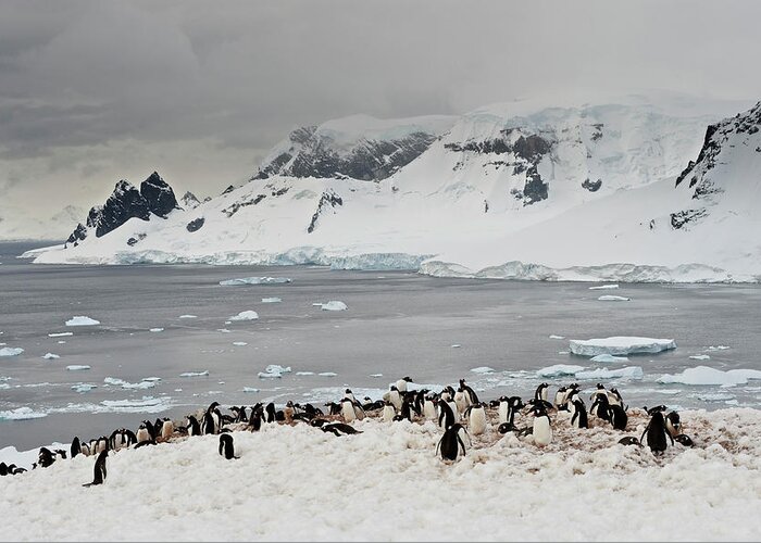 Tranquility Greeting Card featuring the photograph Antarctic Peninsula, Antarctica #8 by Enrique R. Aguirre Aves