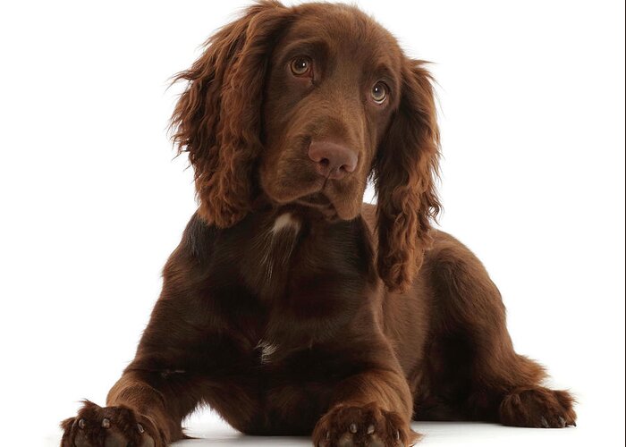 Animal Greeting Card featuring the photograph Chocolate Working Cocker Spaniel Puppy #8 by Mark Taylor