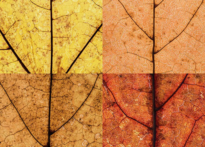 Swatch Greeting Card featuring the photograph Swatches - Autumn Leaves inspired by Gerhard Richter #9 by Shankar Adiseshan