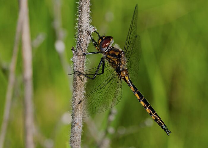 Dragonfly Greeting Card featuring the photograph 891 Hdrt by Gordon Semmens
