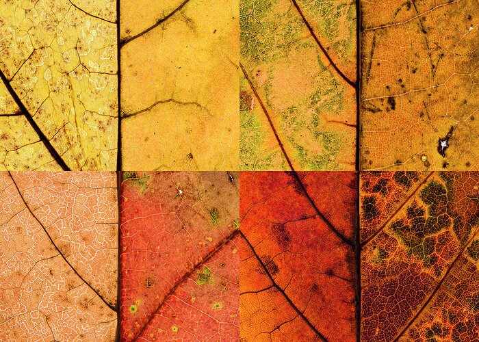 Swatch Greeting Card featuring the photograph Swatches - Autumn Leaves inspired by Gerhard Richter #10 by Shankar Adiseshan