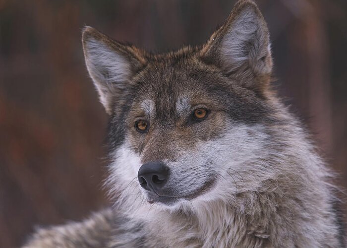 Animal Greeting Card featuring the photograph Wolf #9 by Brian Cross