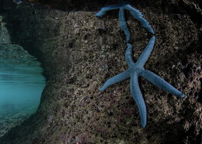 Indonesia Greeting Card featuring the photograph A Blue Starfish Clings To The Undercut by Ethan Daniels