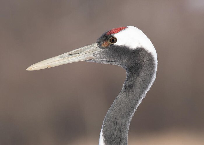 Japanese Cranes Greeting Card featuring the photograph A Closeup Profile of a Red-Crowned Crane - Hokkaido, Japan by Ellie Teramoto