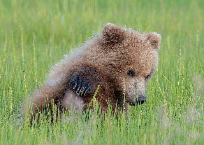 Bear Greeting Card featuring the photograph A Coy Cub by Mark Hunter