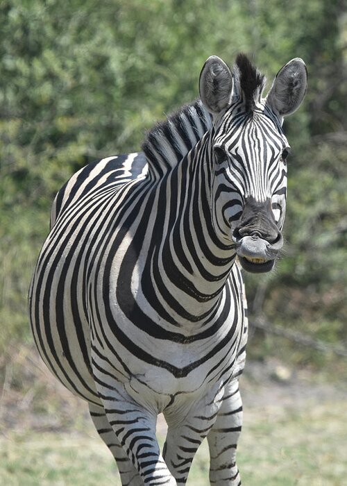 Zebra Greeting Card featuring the photograph A Curious Zebra by Ben Foster