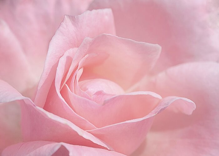 Rose Greeting Card featuring the photograph A Delicate Pink Rose by Susan Rissi Tregoning