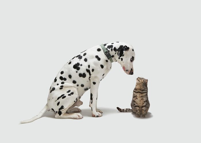 White Background Greeting Card featuring the photograph A Dog Looking At A Cat by Tim Macpherson