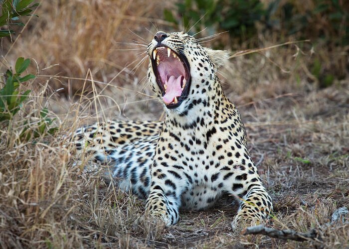 Tranquility Greeting Card featuring the photograph A Female Leopard Yawning by Sean Russell
