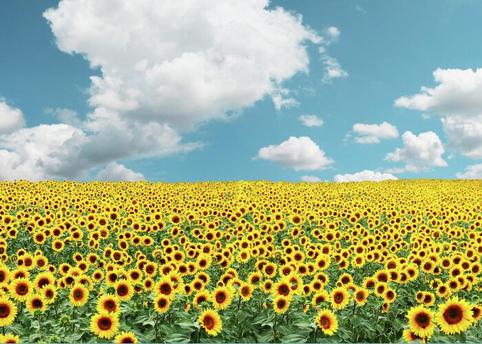 Outdoors Greeting Card featuring the photograph A Field Full Of Tons Of Sunflowers by Zelg