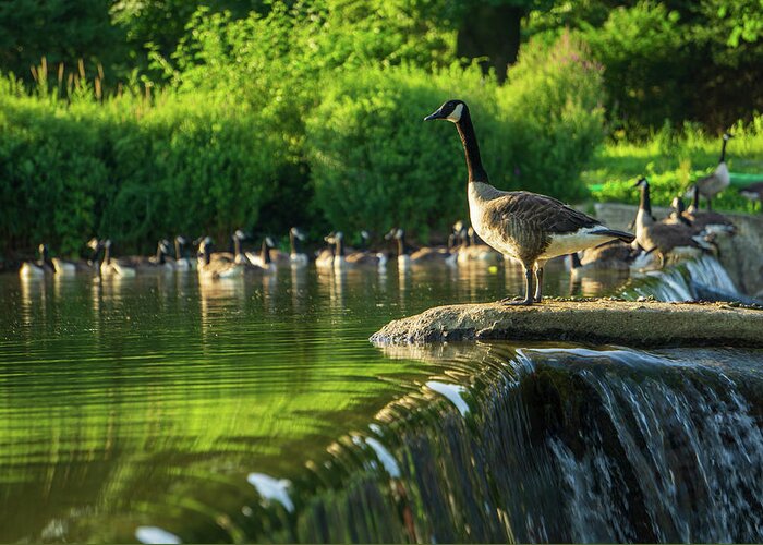 Duck Greeting Card featuring the photograph A Gaggle of Geese by Jason Fink