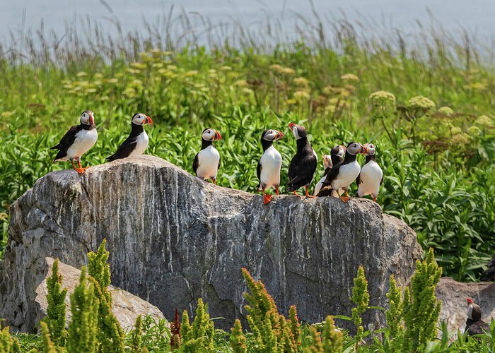 Puffins Greeting Card featuring the photograph A Gathering of Puffins by Scene by Dewey