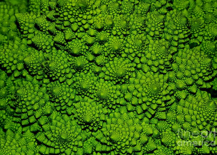Macro Greeting Card featuring the photograph A Green Cabbage Closeup by Ziche77