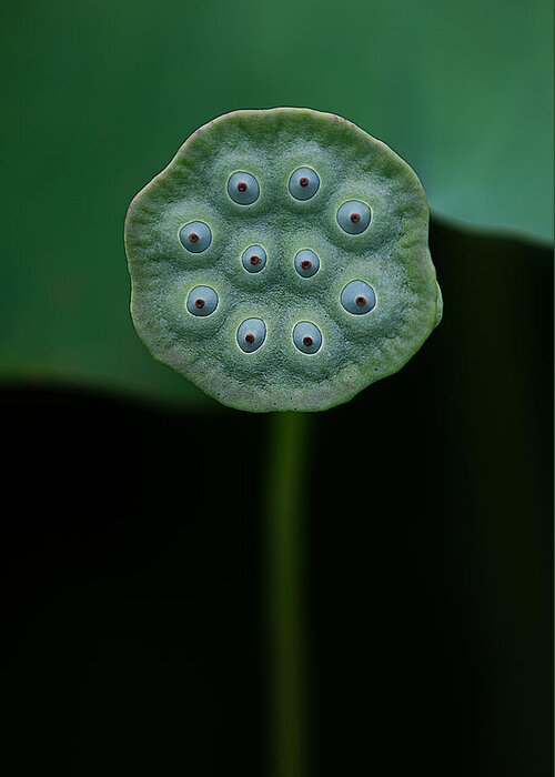 Green Greeting Card featuring the photograph A Lotus by Yanny Liu