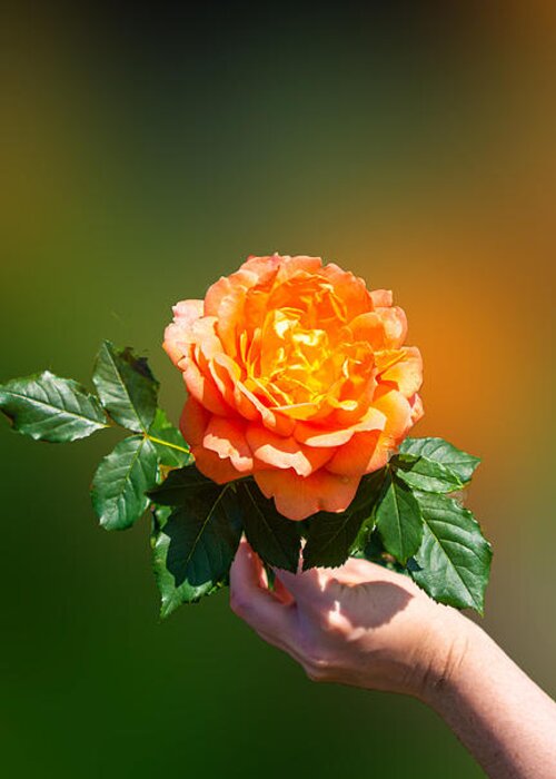 Rose Greeting Card featuring the photograph A Lovely Orange Rose at the United States Botanical Garden by L Bosco