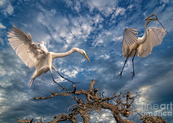 Egrets Greeting Card featuring the photograph A Magnificent View of Nature by DB Hayes