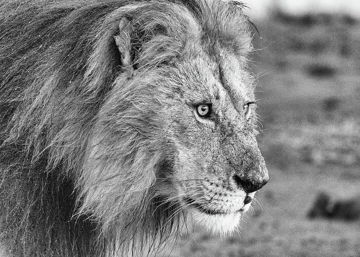 Lion Greeting Card featuring the photograph A Monochrome Male Lion by Mark Hunter