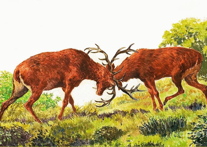Rutting Greeting Card featuring the painting A pair of Red Deer rutting by Eric Tansley