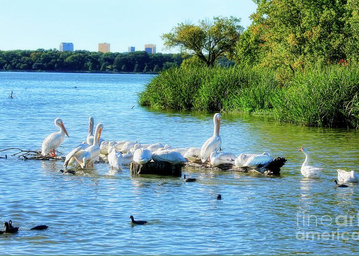 Pelicans Greeting Card featuring the photograph A Pelicans Life by Joan Bertucci