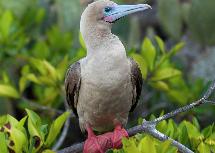 One Animal Greeting Card featuring the photograph A Red-footed Booby Sula Sula by Keith Levit / Design Pics