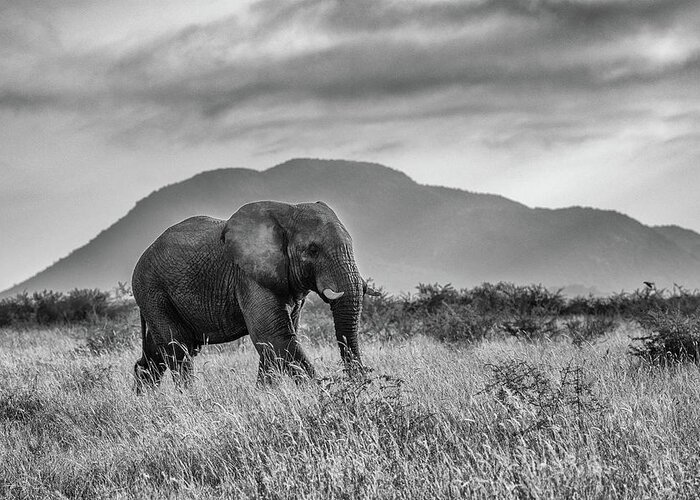 Elephant Greeting Card featuring the photograph A Sense of Place by Mark Hunter
