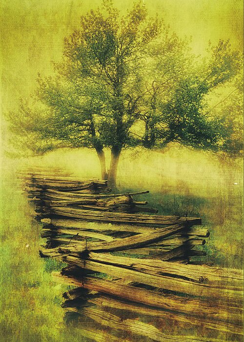 North Carolina Greeting Card featuring the photograph A Shady Tree on a Foggy Day FX by Dan Carmichael