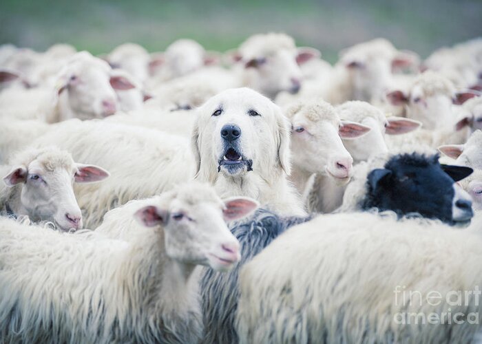 Crowd Greeting Card featuring the photograph A Shepherd Dog Popping His Head by Anadman Bvba