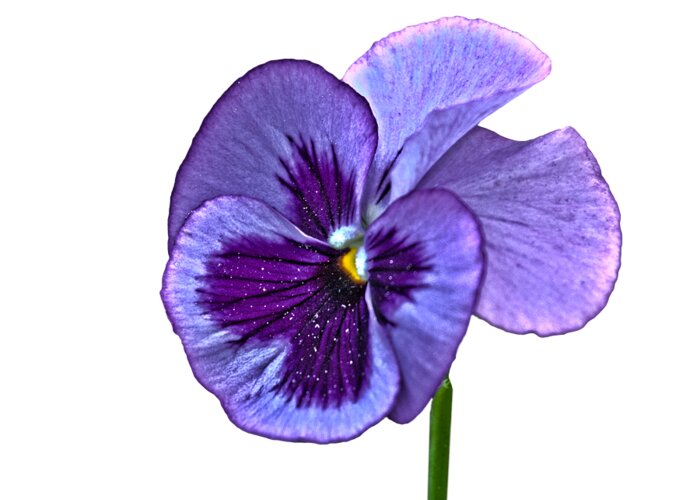 Purple Greeting Card featuring the photograph A Single Purple Pansy on a transparent background by Terri Waters
