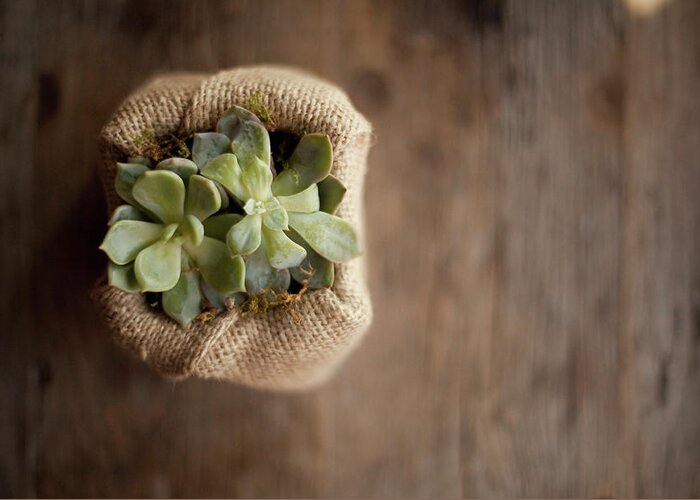 Material Greeting Card featuring the photograph A Small Succulent Plant In A Container by Mint Images - Britt Chudleigh