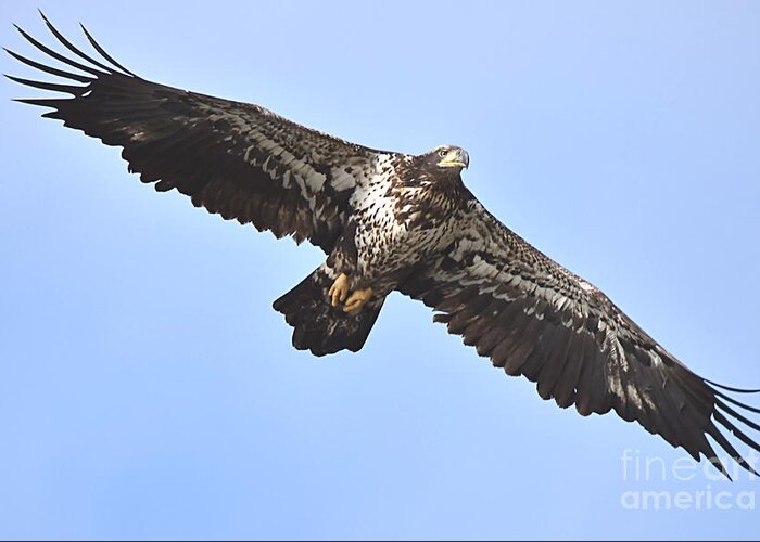 Juvenile Eagle Greeting Card featuring the photograph A Soaring Eagle by Sheila Lee