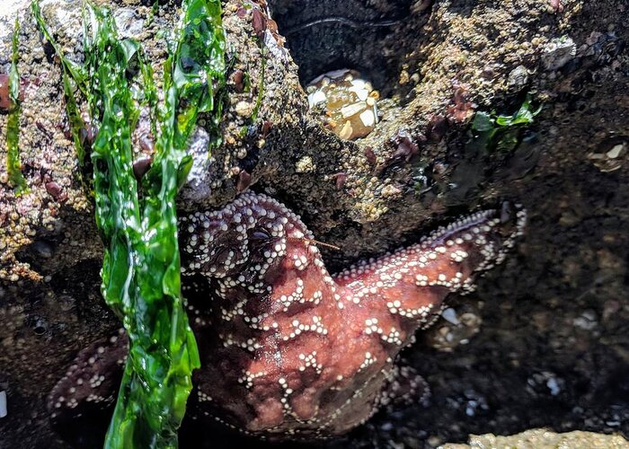 Sea Greeting Card featuring the photograph A Starfish is Born by Misty Morehead